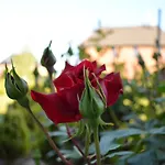 Prague Rose House